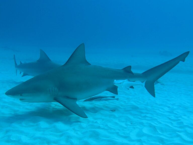 Why Bull Sharks Are Often Seen Together