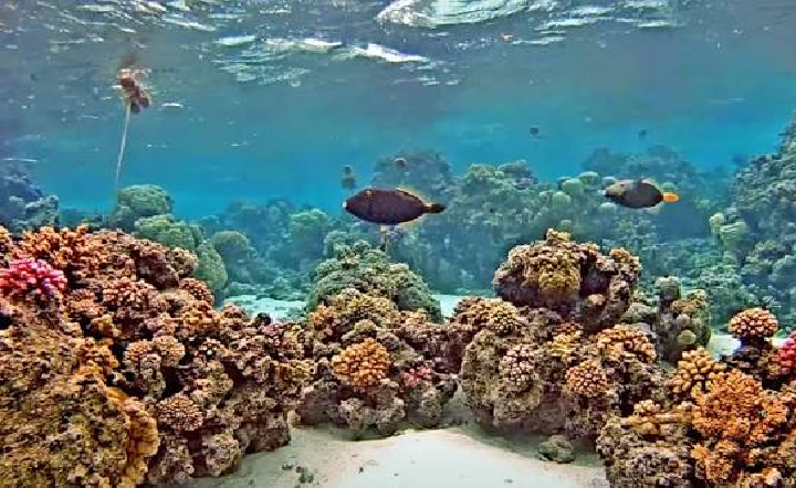 Underwater camera view
