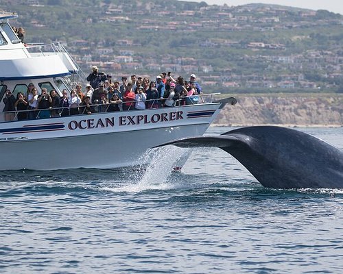 Whale-watching tour boat alongside a whale
